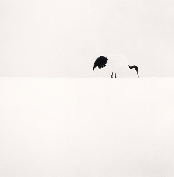 Michael Kenna,  Red Crown Crane Feeding, Tsurui, Hokkaido, Japan. 2005