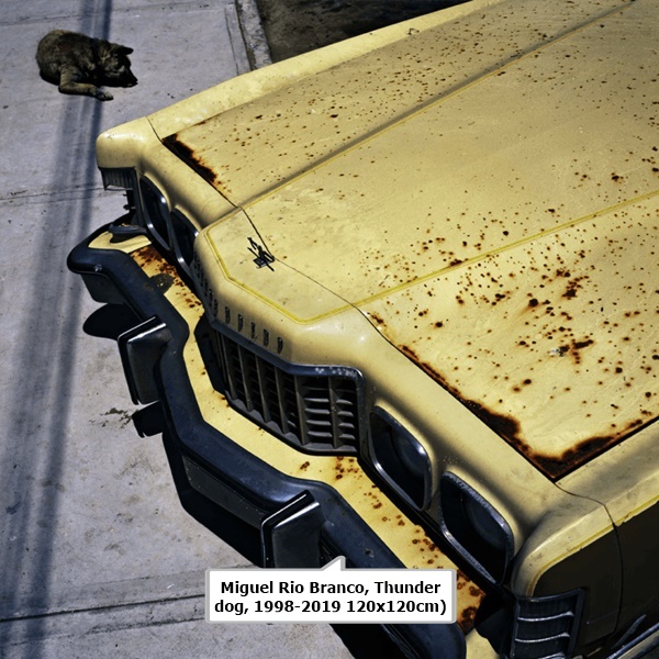 click to enlarge- double click to reduce Miguel Rio Branco, Thunder dog, 1998-2019 120x120cm)